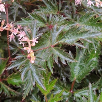 Astilbe x simplicifolia 'Sprite'